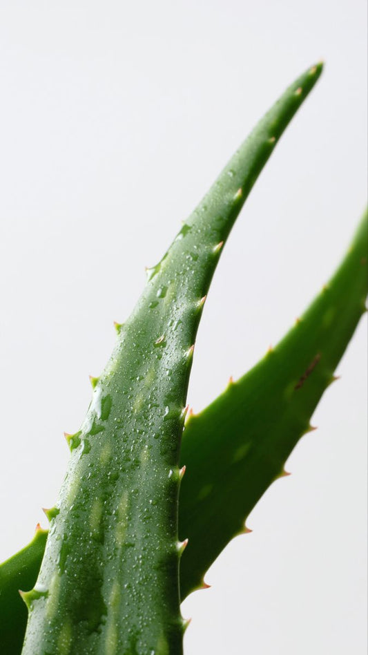 🌿 La Importancia del Aloe Vera y sus Usos Curativos 🌿
