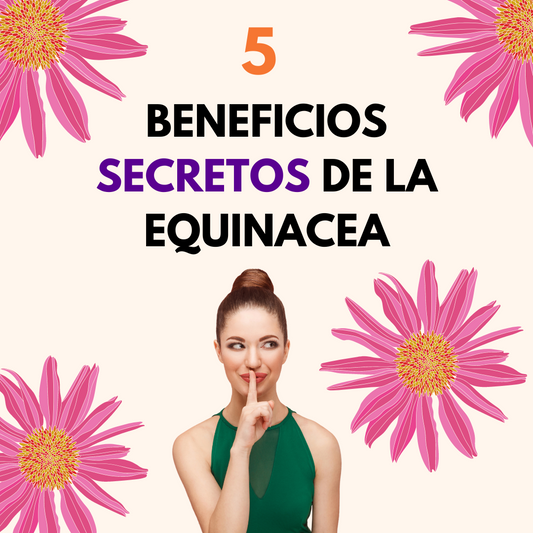 5 Poderosos Beneficios secretos de la Equinacea que cambiarán tu rutina!!!