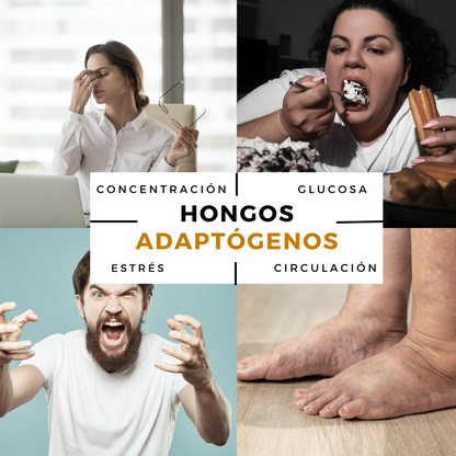 Hongos Adaptógenos 5 en 1 – Reishi, Cordyceps, Melena de León, Maitake y Shiitake – 90 Cápsulas